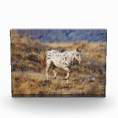 Pferd Roaming in den Landschaftlichen Hügeln des G Fotoblock (Vorderseite)