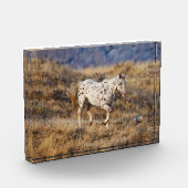 Pferd Roaming in den Landschaftlichen Hügeln des G Fotoblock (Links)