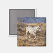 Pferd Roaming in den Landschaftlichen Hügeln des G Magnet (Vorderseite/Rückseite)