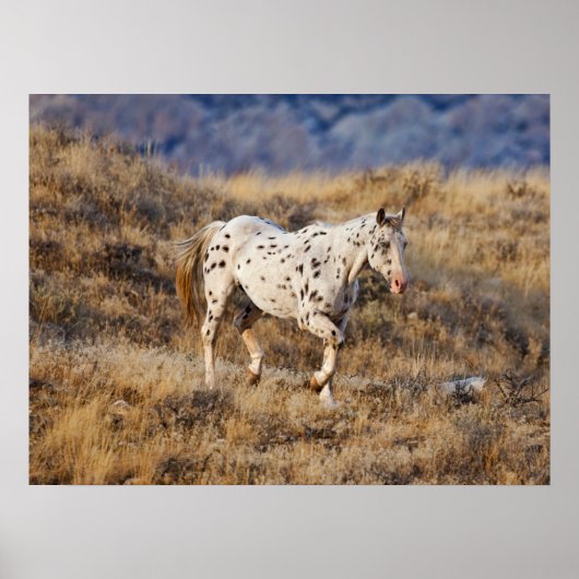 Pferd Roaming in den Landschaftlichen Hügeln des G Poster (Vorne)