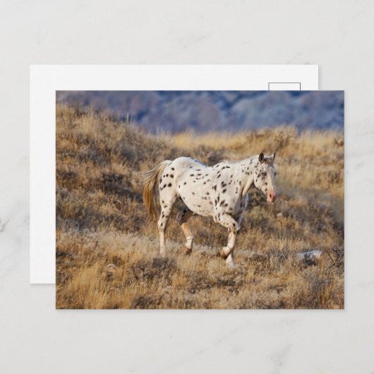 Pferd Roaming in den Landschaftlichen Hügeln des G Postkarte (Vorne/Hinten)