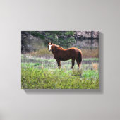 Pferd schaut zurück leinwanddruck (Vorderseite)
