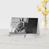 Pferd schwarz und weiß, Geburtstag Karte (Gelbe Blume)