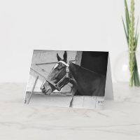 Pferd schwarz und weiß, Geburtstag