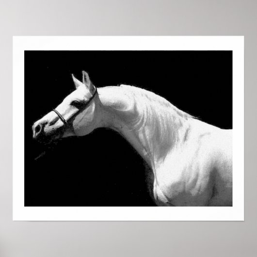 Pferd schwarz & weiß poster (Vorne)