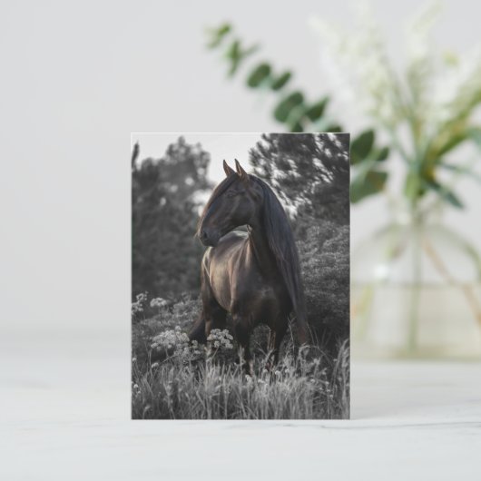 Pferd Schwarz-weißes Foto Modernes Postkarte (Stehend Vorderseite)