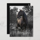 Pferd Schwarz-weißes Foto Modernes Postkarte (Vorne/Hinten)