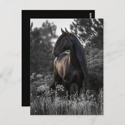 Pferd Schwarz-weißes Foto Modernes Postkarte (Vorne/Hinten)