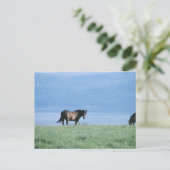 Pferd, See und Berglandschaft Postkarte (Stehend Vorderseite)
