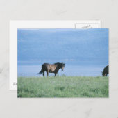 Pferd, See und Berglandschaft Postkarte (Vorne/Hinten)