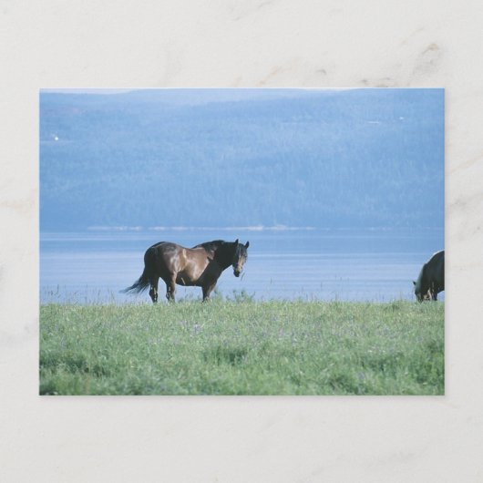 Pferd, See und Berglandschaft Postkarte (Vorderseite)