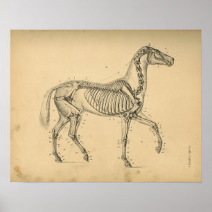 Pferd Skelett Anatomie 1908 Vintage Druck Poster