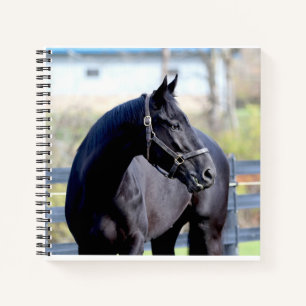 Pferd & Sonnenaufgang beim SeenNotebook Notizblock