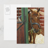 Pferd stehend in einem Stall Postkarte (Vorne/Hinten)