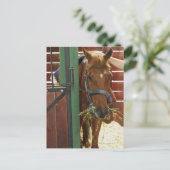 Pferd stehend in einem Stall Postkarte (Stehend Vorderseite)