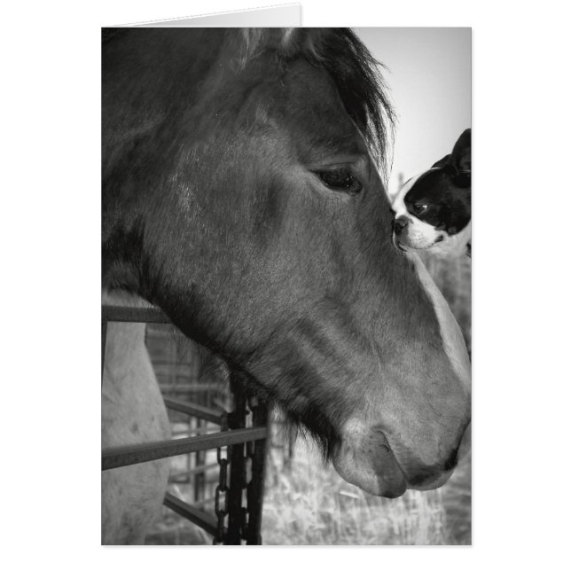 Pferd und Boston Terrior (Vorne)