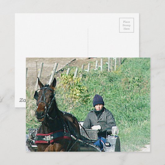 Pferd und Buggy Postkarte (Vorne/Hinten)