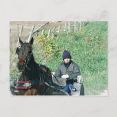 Pferd und Buggy Postkarte (Vorderseite)