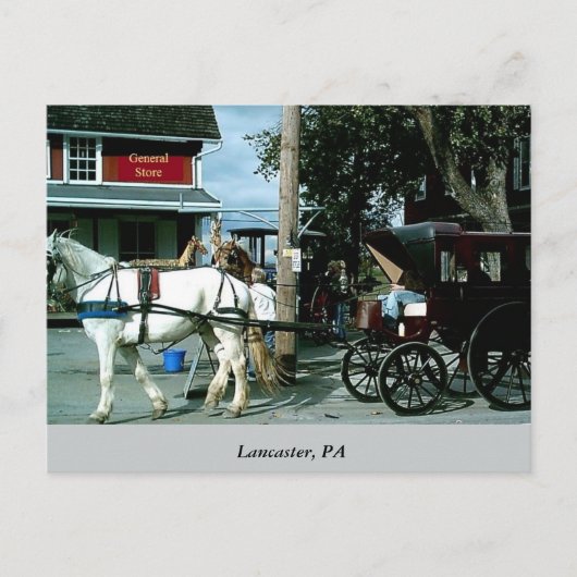 Pferd und Buggy Postkarte (Vorderseite)