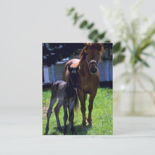 Pferd und Colt Postkarte (Stehend Vorderseite)