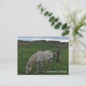 Pferd und Foal, Irland Postkarte (Stehend Vorderseite)