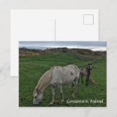 Pferd und Foal, Irland Postkarte (Vorne/Hinten)