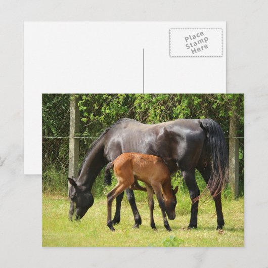 Pferd und Fohlen Postkarte (Vorne/Hinten)