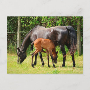 Pferd und Fohlen Postkarte