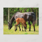 Pferd und Fohlen Postkarte (Vorderseite)