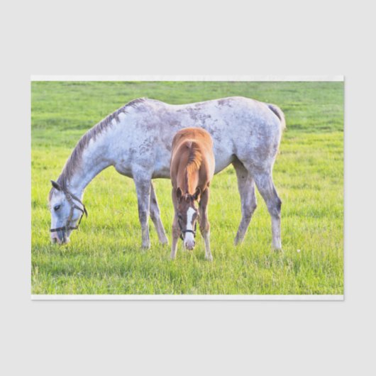 Pferd- und Fotopapier  Seidenpapier (Vorderseite)