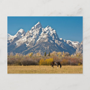 Pferd und Grand Tetons, Moose Head Ranch Postkarte