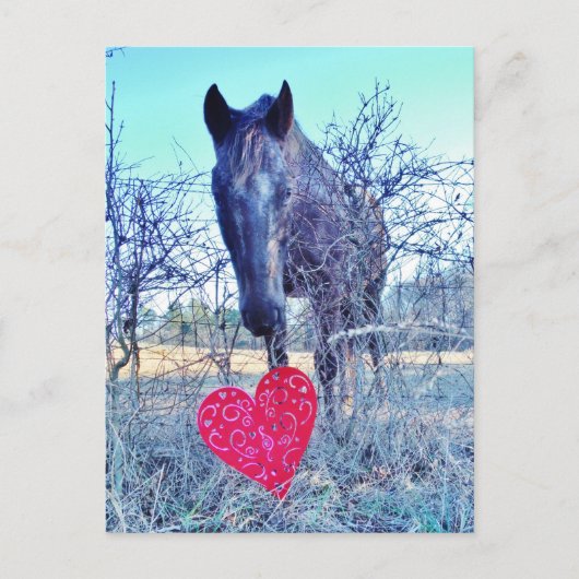 Pferd und Herz Postkarte (Vorderseite)