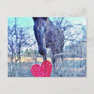 Pferd und Herz Postkarte