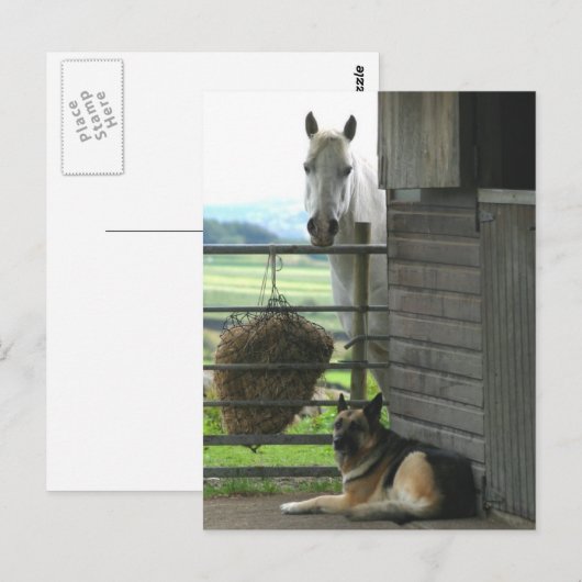 Pferd und Hund Postkarte (Vorne/Hinten)