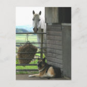 Pferd und Hund Postkarte (Vorderseite)