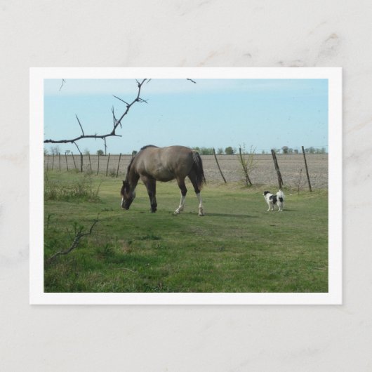 Pferd und Hund Postkarte (Vorderseite)