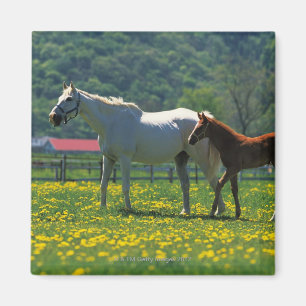 Pferd und ihr Fohlen auf einem Feld stehend Magnet