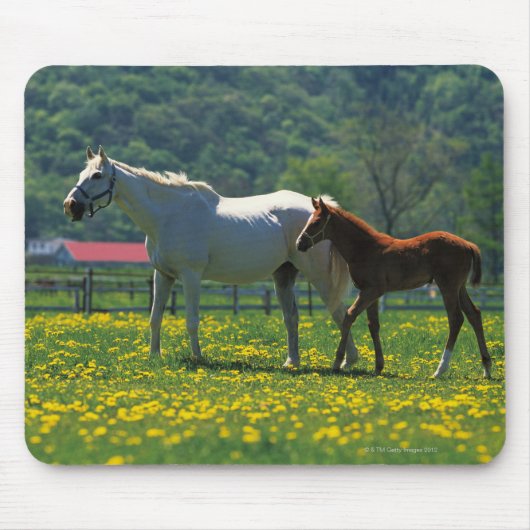 Pferd und ihr Fohlen auf einem Feld stehend Mousepad (Vorne)
