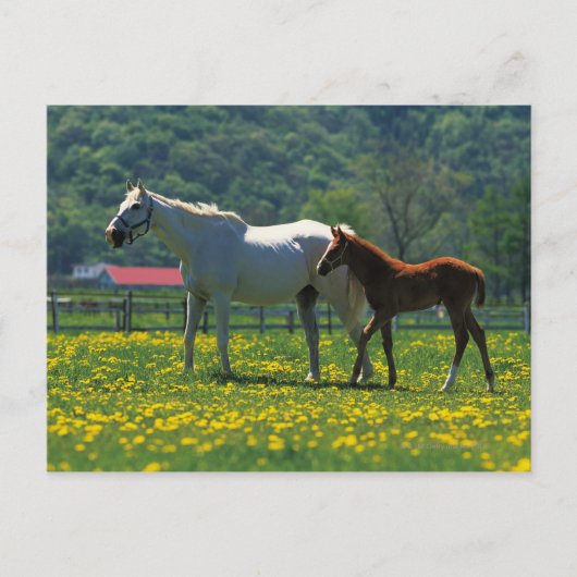 Pferd und ihr Fohlen auf einem Feld stehend Postkarte (Vorderseite)