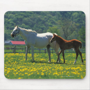Pferd und ihr Fohlen stehend auf einem Gebiet Mousepad
