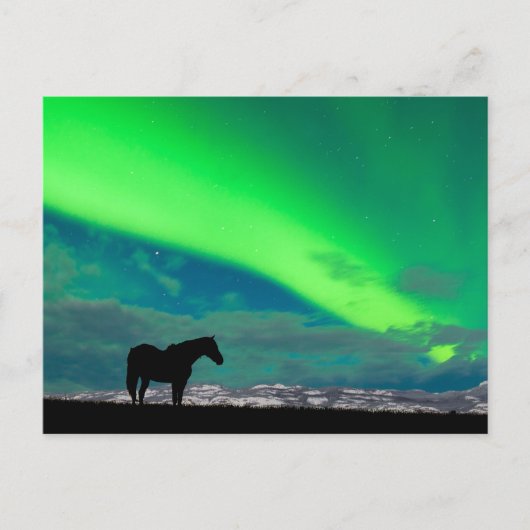 Pferd und Nordlicht, Yukon Postkarte (Vorderseite)