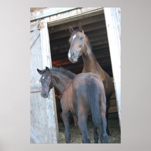 Pferd und Pony Poster (Vorne)