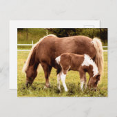 Pferd und Pony Postkarte (Vorne/Hinten)