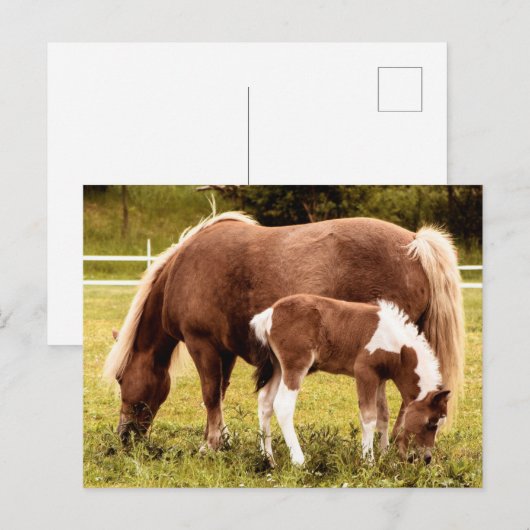 Pferd und Pony Postkarte (Vorne/Hinten)