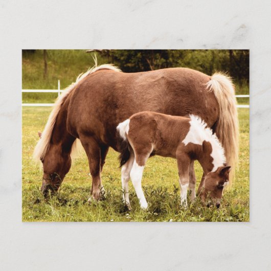 Pferd und Pony Postkarte (Vorderseite)