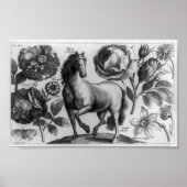 Pferd und Rose Poster (Vorne)