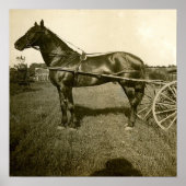 Pferd und Schatten Poster (Vorne)