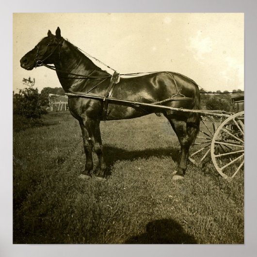 Pferd und Schatten Poster (Vorne)