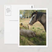Pferd und Schweine Postkarte (Vorne/Hinten)