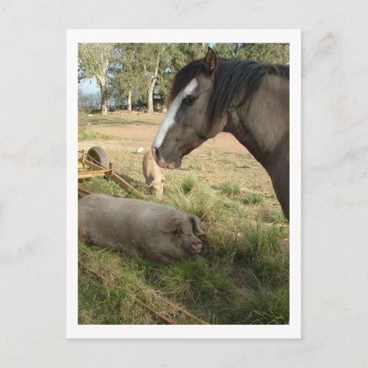 Pferd und Schweine Postkarte (Vorderseite)